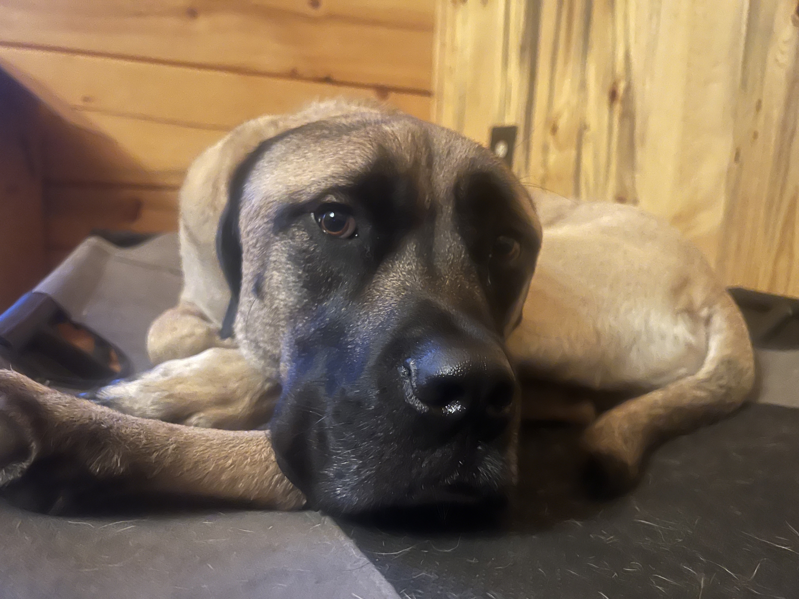 Winston 1