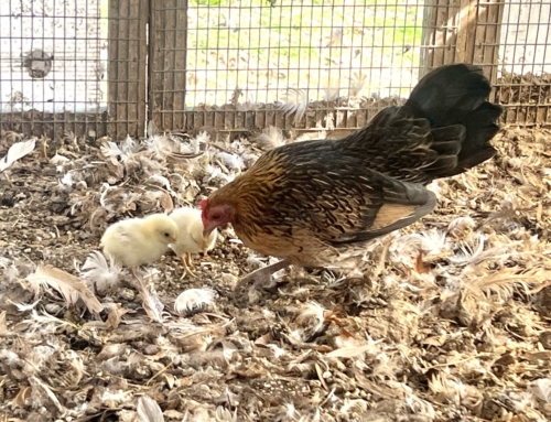 Spring has Hatched… early?